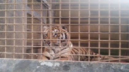  (video) ESPERAN ORDEN JUDICIAL PARA TRASLADAR 9 TIGRES DE BENGALA AL ZOO DE SÁENZ PEÑA. FUERON RESCATADOS DE UN CIRCO 